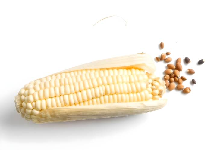 Aesthetic View of Peeled Corn on White Background